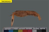 藏品(短脊鼓蝦)的圖片